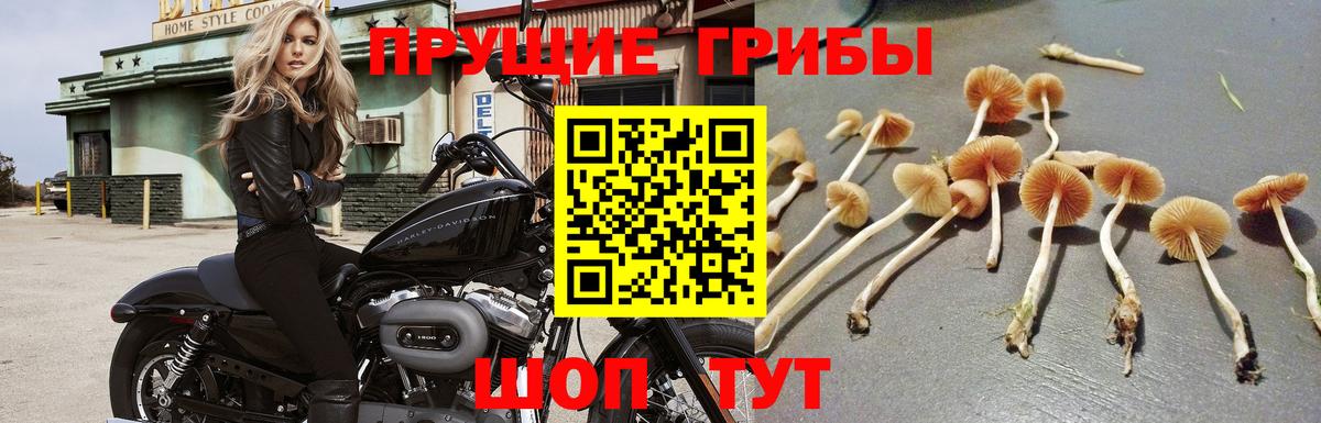 Псилоцибиновые грибы Psilocybe  хочу наркоту  Солнечногорск  Вход с VPN 